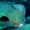 Bumphead Parrotfish